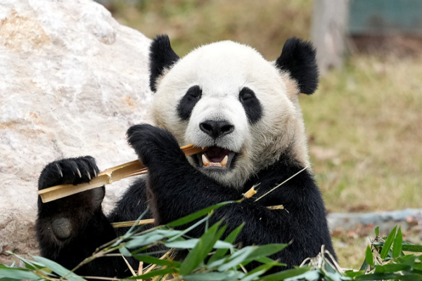 Mianyang’s New Giant Panda Garden Opens in Sichuan