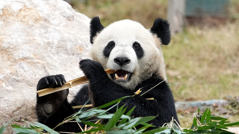 Mianyang’s New Giant Panda Garden Opens in Sichuan