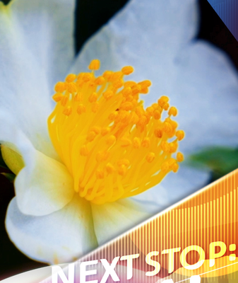 Blooming_Oil_Tea_Camellias_Power_Rural_Revitalization_in_Hainan video poster