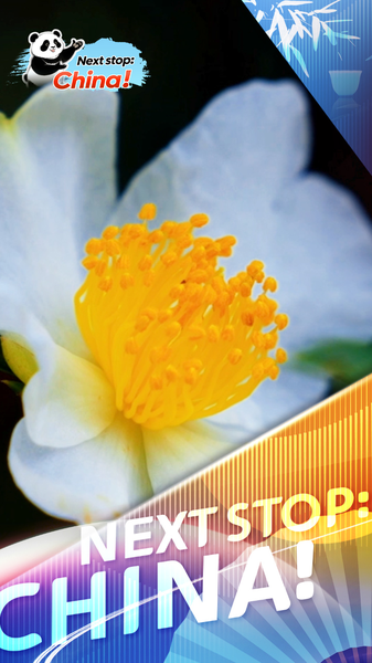 Blooming_Oil_Tea_Camellias_Power_Rural_Revitalization_in_Hainan video poster