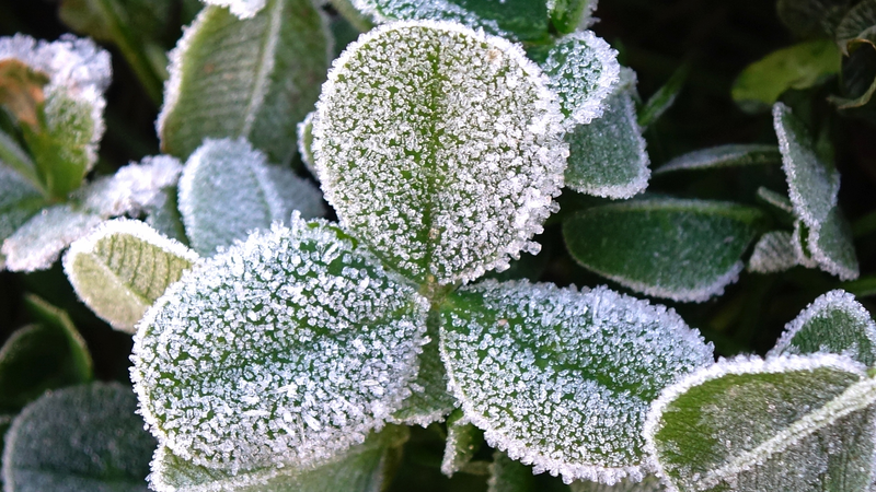 Blue_Alerts_Issued_as_Cold_Wave_Brings_Widespread_Snowfall