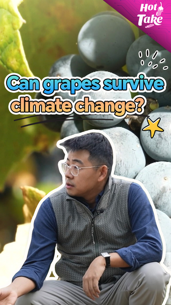 Can_Grapes_Survive_Climate_Change__Sino_French_Genomics_Plan video poster