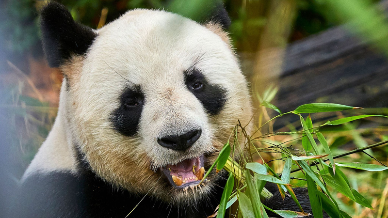 China_and_France_Kick_Off_New_Giant_Panda_Protection_Partnership