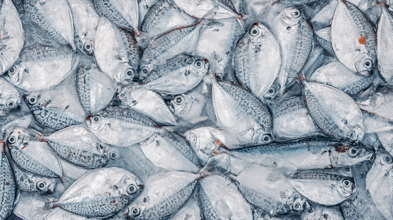 Chinese_Mainland_Researchers_Map_PFAS_Path_from_Fish_to_Humans