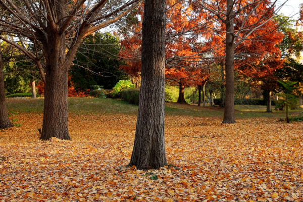 Chinese_mainland_strengthens_draft_environmental_code__clarifies_wildlife_rules