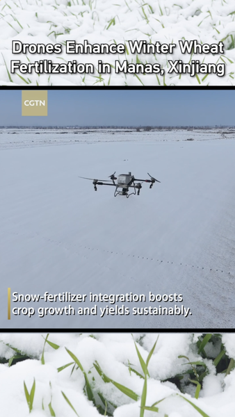 Drones_Revolutionize_Winter_Wheat_Care_in_Manas__Xinjiang video poster