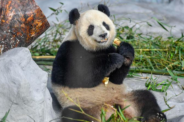 Endearing_Giant_Panda_Moments_Captivate_Visitors_in_Hainan video poster