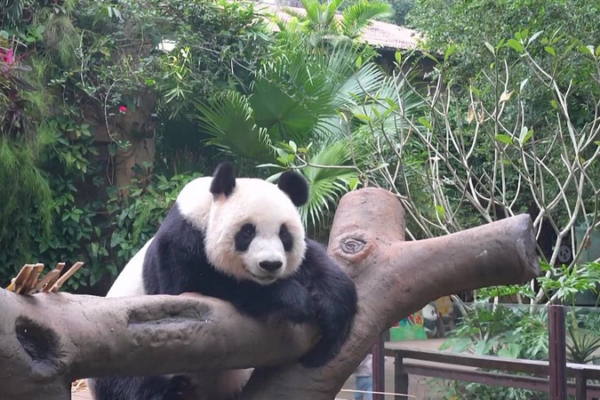 Endearing_Giant_Panda_Moments_at_Hainan_Tropical_Wildlife_Park video poster