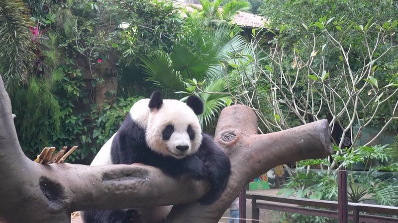 Endearing_Giant_Panda_Moments_at_Hainan_Tropical_Wildlife_Park video poster