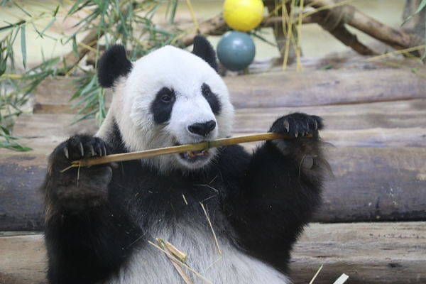 Ep__6__Playful_Pandas_Shun_Shun___Gong_Gong_in_Hainan video poster