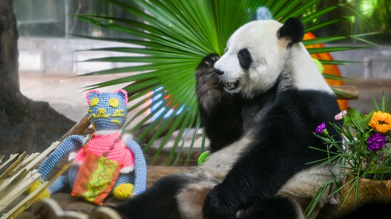 Episode_5__Endearing_Panda_Moments_at_Hainan_Wildlife_Park video poster