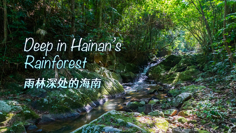 Exploring_Hainan_Rainforest__Conservation_Meets_Free_Trade_Port_Development video poster