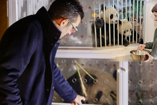 France_to_Welcome_New_Giant_Panda_Duo_in_2027