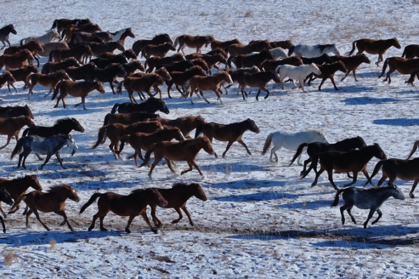 Galloping_Horses_Breathe_Life_into_Hulun_Buir_Grasslands
