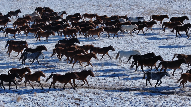 Galloping_Horses_Breathe_Life_into_Hulun_Buir_Grasslands