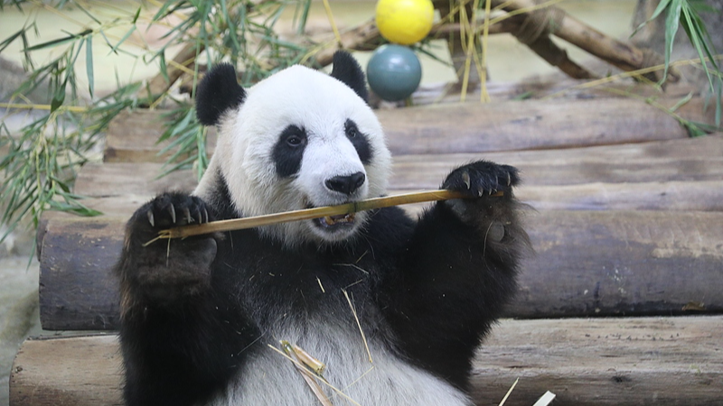 Giant_Pandas_Shun_Shun_and_Gong_Gong_Captivate_Visitors_in_Hainan video poster
