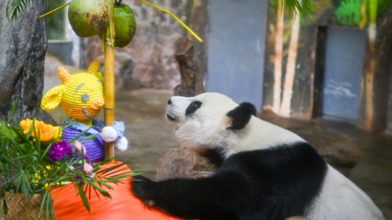 Giant_Pandas_Shun_Shun_and_Gong_Gong_Charm_Visitors_in_Hainan video poster