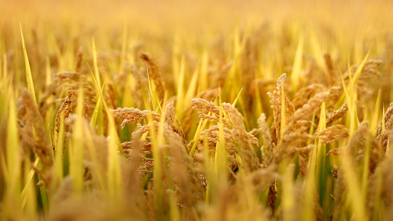 Global_Team_Targets_Xanthomonas_Nutrient_Pipeline_to_Shield_Crops