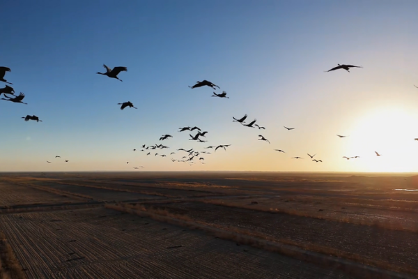 Grey_Cranes_Stage_Winter_Spectacle_in_Tarim_Basin_Oasis video poster