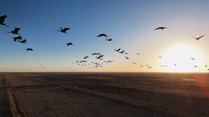 Grey_Cranes_Stage_Winter_Spectacle_in_Tarim_Basin_Oasis video poster