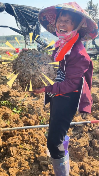 Hainan_Konjac_Harvest_Buzzes_with_Energy video poster