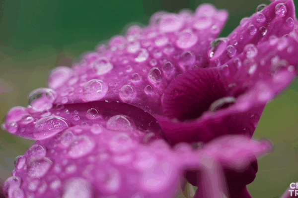 Hainan_s_Orchid_Kingdom_Blooms_into_Sustainable_Growth_Hub