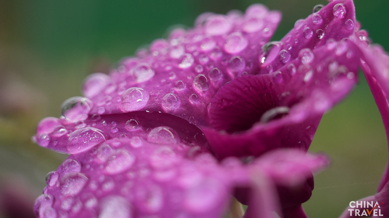 Hainan_s_Orchid_Kingdom_Blooms_into_Sustainable_Growth_Hub