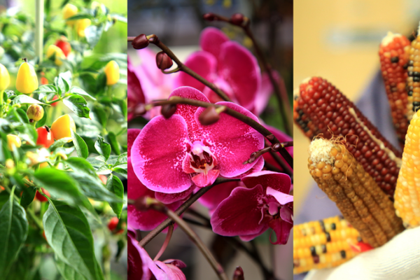 High_Tech_Farming_Blossoms_in_Rizhao__Shandong_with_Holiday_Flowers