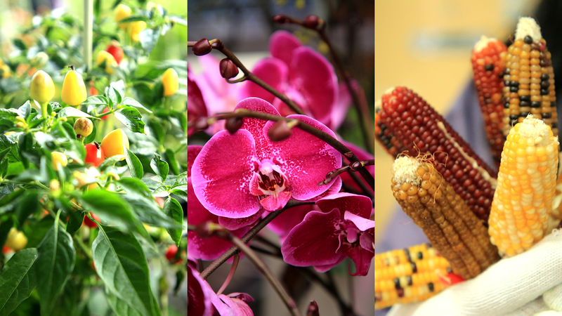 High_Tech_Farming_Blossoms_in_Rizhao__Shandong_with_Holiday_Flowers