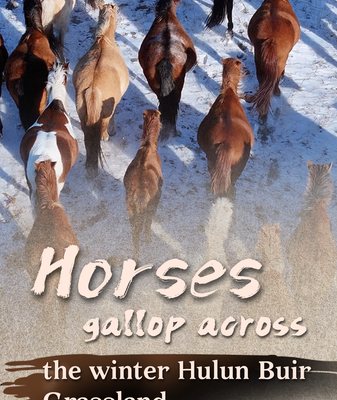 Horses_Gallop_Across_Snowy_Hulun_Buir_as_the_Year_of_the_Horse_Nears video poster