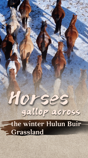 Horses_Gallop_Across_Snowy_Hulun_Buir_as_the_Year_of_the_Horse_Nears video poster