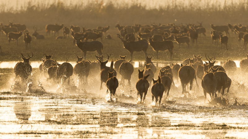 IUCN_Officially_Renames_Pere_David_s_Deer_as_Milu