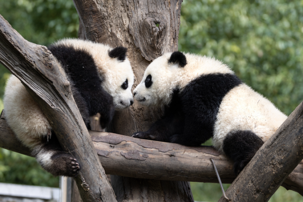 Inside_Mianyang_Base__Giant_Pandas__New_Home_in_the_Chinese_Mainland video poster