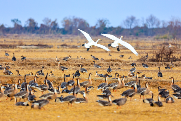 Winged Wonders: Birds Winter at Poyang Lake’s Wetland Wonderland