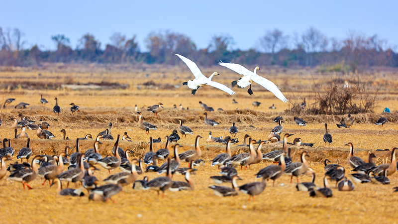 Winged Wonders: Birds Winter at Poyang Lake’s Wetland Wonderland