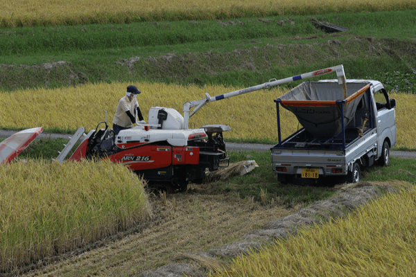 Japan_s_Self_Employed_Farmers_Hit_Record_Low_Amid_Aging_Workforce