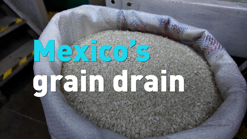 Mexico_Races_to_Diversify_Grain_Imports_Amid_US_Tensions video poster