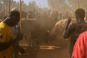 Morning_Rituals_to_Roars__Kenya_s_Kakamega_Bullfighting_Lives_On