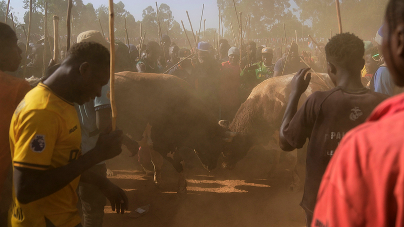 Morning_Rituals_to_Roars__Kenya_s_Kakamega_Bullfighting_Lives_On