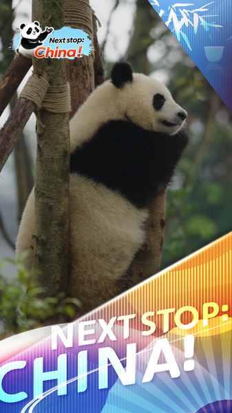 Chengdu’s Giant Pandas: Global Icons of Conservation video poster