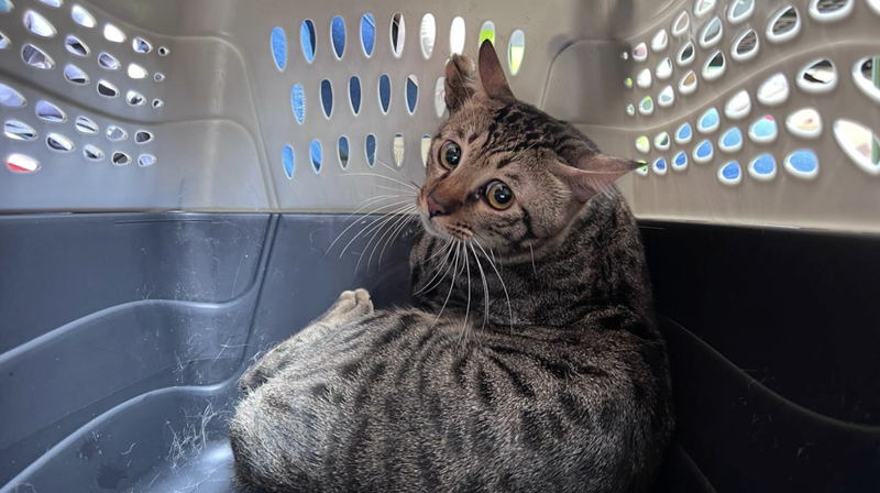 They’re Family: Over 600 Pets Rescued After Wang Fuk Court Fire video poster