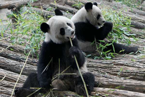 Panda_Diplomacy__Bridging_Sino_French_Friendship_Through_Conservation