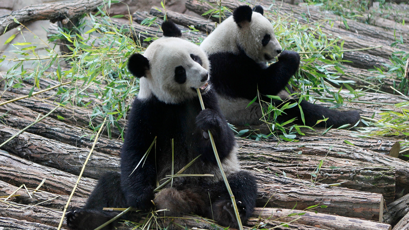 Panda_Diplomacy__Bridging_Sino_French_Friendship_Through_Conservation