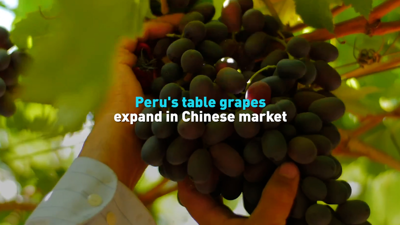 Peru_s_Table_Grapes_Thrive_in_Chinese_Mainland_Market video poster