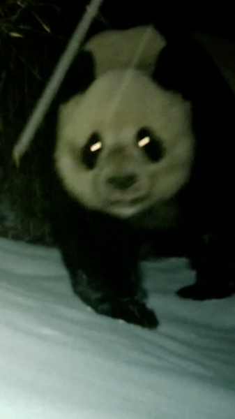 Rare_Infrared_Footage_of_Wild_Pandas_in_Sichuan_Forest video poster