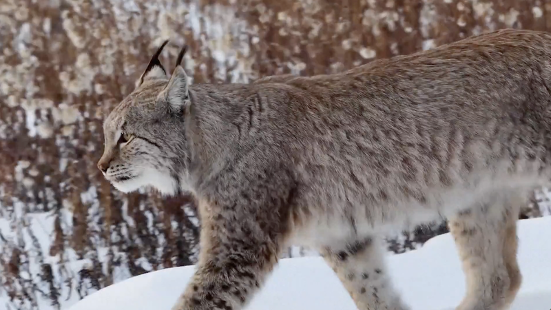 Rare_Lynx_and_Moose_Spotted_in_Heilongjiang_s_Winter_Wilderness video poster