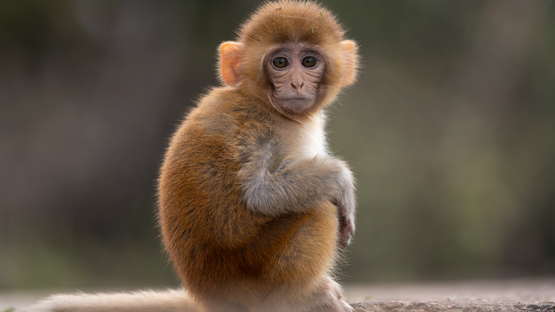 Researchers_Map_Molecular_Aging_Landscape_in_Rhesus_Macaques