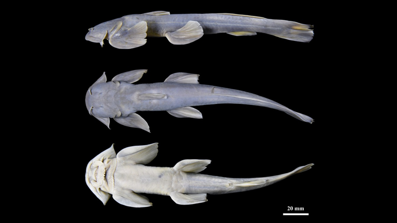 Scientists_Discover_New_Catfish_Species_in_China_s_Xizang