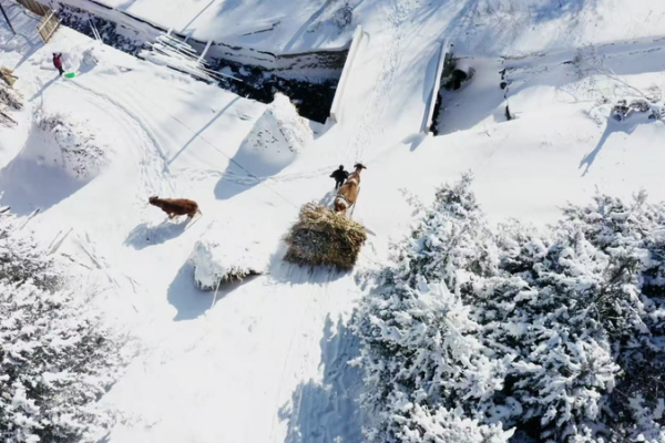 Winter_Serenity_in_Songling_Snow_Village