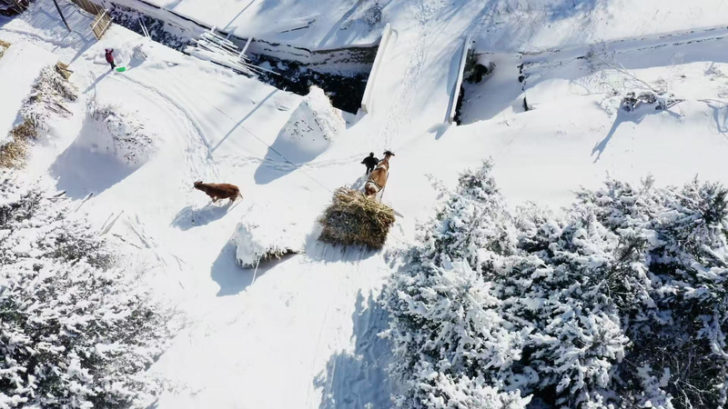 Winter_Serenity_in_Songling_Snow_Village